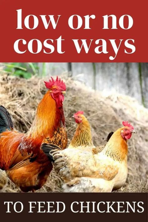 Not sure what your new chickens can eat? Use this information on how to feed chickens, including foods that are safe and unsafe. Perfect for new chicken owners with no experience with how to keep chickens. #chickens #homesteading #beginners Good Chicken Names, Chicken Brooder, Chicken Poop, Chicken Manure, Chicken Eating, Raising Backyard Chickens, Permaculture Design, Keeping Chickens, Building A Chicken Coop