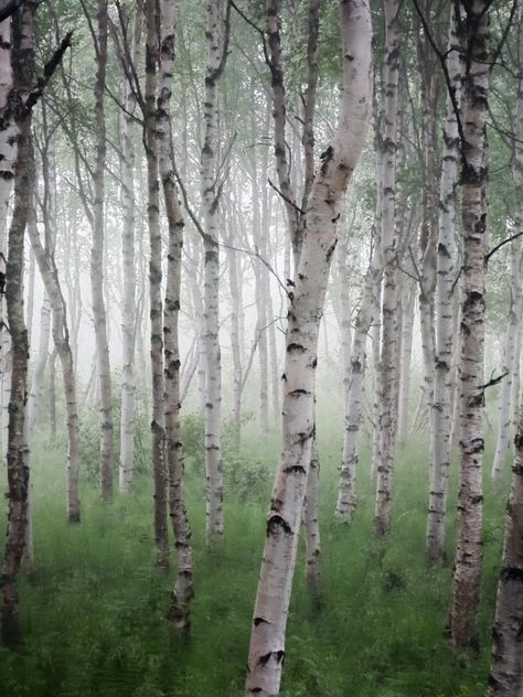 Birch Trees Landscaping, White Sands National Monument, Lapland Finland, Mystical Forest, National Photography, Birch Trees, The Mist, Dark Places, Photo Tree