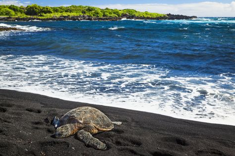 UHVuYWx1J3UgQmxhY2sgU2FuZCBCZWFjaCBQYXJrLCBIYXdhaWk= Maui Black Sand Beach, Punaluu Beach, Black Sand Beach Hawaii, Green Sand Beach, Honeymoon Tips, Beach Model, Luxury Honeymoon, Black Sand Beach, Big Island Hawaii