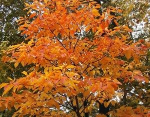 Sassafras Tree, Psychoactive Plants, Red Mittens, Forest And Wildlife, Specimen Trees, Home Landscaping, Deciduous Trees, Garden Stuff, Garden Trees