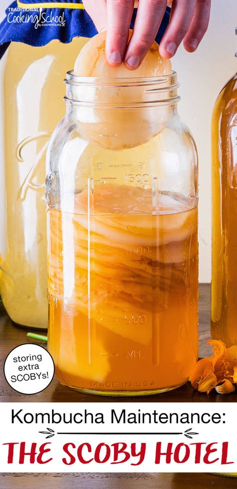 Scoby Hotel, Making Kombucha, Friends Recipe, Fermented Recipes, Mother Culture, Homesteading Tips, Kombucha Scoby, Making Jerky, Homemade Kombucha