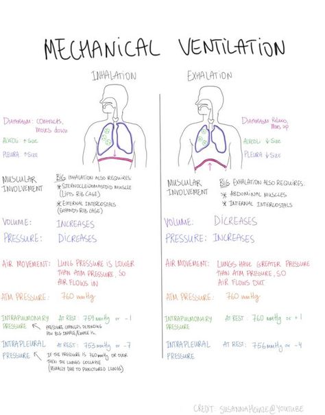 Mnemonics for Nursing Assessment of the Respiratory System. Description from pinterest.com. I searched for this on bing.com/images Respiratory Therapist Student, Respiratory Therapy Student, Nursing Cheat, Penyakit Jantung, Nurse Study Notes, Nursing Mnemonics, Mechanical Ventilation, Pulmonology, Respiratory Care