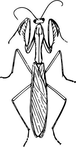 Bug Drawings Simple, Praymantis Drawing, Praying Mantis Tattoo Simple, Mantis Anatomy, Praying Mantis Illustration, Bug Sketches, Mantis Illustration, Bug Drawing, Mantis Tattoo