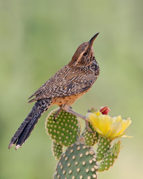 The Cactus Wren - Campylorhynchus brunneicapillus, is a species of wren that is native to the southwestern United States to central Mexico. Tringa Photography, Arizona Wildlife, Cactus Photos, Texas Birds, Arizona Birds, Arizona Beauty, Cactus Wren, State Birds, Kinds Of Birds