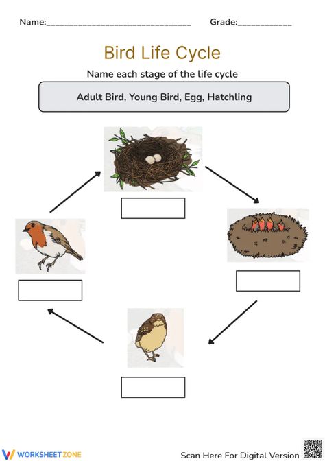 Help students explore the basic stages of a bird life cycle through this engaging worksheet. Write the correct term into each label. You also can play interactive at our website. Let's check it out! #science #scienceworksheets #birdlifecycle #livingthings #animalslifecycle #lifecycle #stages #lifecycleofabird #birds #printables #worksheet #kidsactivities #birdlifecycleforkids #diagrams #interactive Life Cycle Of A Bird Free Printables, Life Cycle Of A Bird, Bird Life Cycle, Life Cycle Worksheet, Birds For Kids, Explanation Text, Bird Free, Science Worksheets, Life Cycle