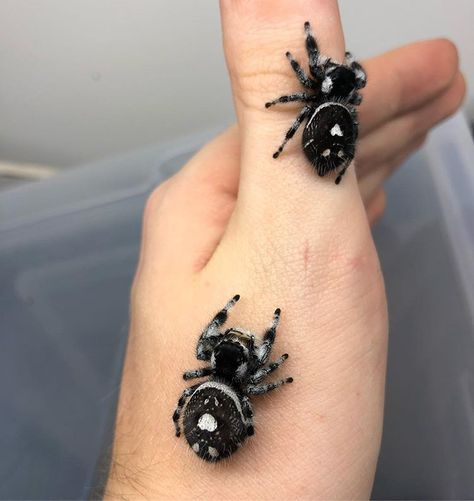 Phidippus regius „Black“ Females 🖤 Jumping Spiders, Pet Spider, Cool Bugs, Spider Tattoo, Jumping Spider, Beautiful Bugs, Creepy Crawlies, Arthropods, Pretty Animals