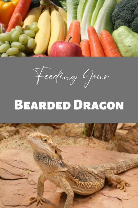 A graphic reading "Feeding your bearded dragon" depicts an image of fruits and vegetables on top and a bearded dragon on bottom. Bearded Dragon Feeding, Beard Dragon, Bearded Dragon Terrarium Ideas, Cute Animal Pfp, Dragon Facts, Pet Halloween Costume, Dragon Terrarium, Bearded Dragon Diy, Dragon Pet