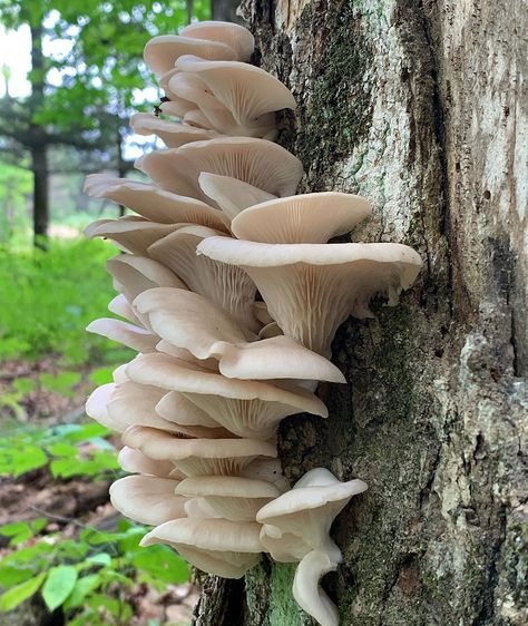 Sherrie on Instagram: “Oyster season is only a few months away! This is my go-to tree. Right now it’s covered in snow but I can’t stop thinking about what’s to…” Tree Mushrooms, Mushroom Pictures, Blemish Remover, Mushroom Fungi, Concrete Art, Wild Food, Mushroom Art, Pretty Plants, Stop Thinking