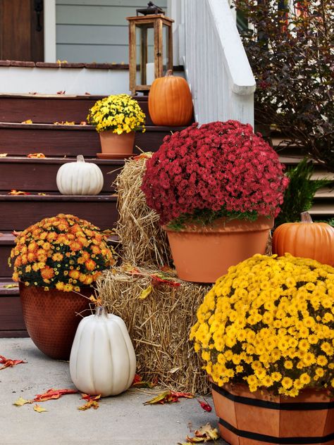 Yellow Mums Front Porch, Fall Landscaping Front Yard, Entryway Flowers, Fall Porches, Fall Yard Decor, Fall Landscaping, Front Lawn Landscaping, Outside Fall Decor, Fall Mums