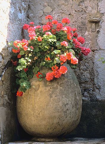 Olive Jar, نباتات منزلية, Flowers Growing, Garden Urns, Flower Pots Outdoor, Outdoor Flowers, Garden Containers, French Garden, Container Plants