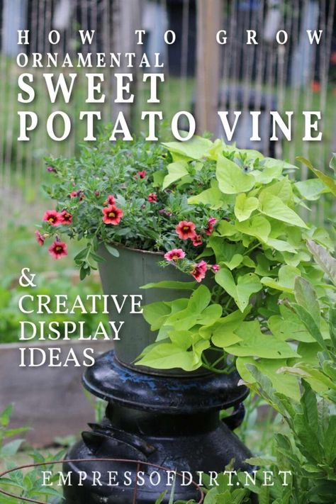 Sweet potato vine is very easy to grow and perfect for an eye-catching, trailing display in flower pots and hanging baskets, or growing directly in the garden as an annual ground cover. You can also propagate cuttings, overwinter the plants, or grow them indoors as houseplants. Potato Vines In Pots, Potato Vine Planters, Sweet Potato Vine Planter, Sweet Potato Plant Vine, Sweet Potato Plant, Growing Sweet Potatoes, Vine Trellis, Sweet Potato Vine, Potato Vines