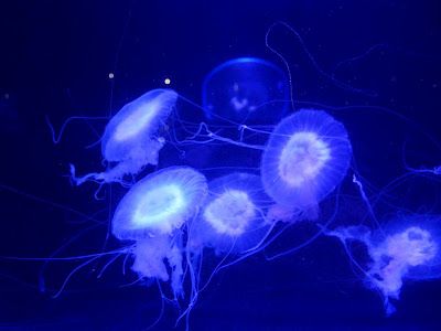 Amakusa Jellyfish Amakusa Jellyfish, Amakusa, Cool Animals, Love Pet, Love Animals, Jellyfish, Animals Pets, Fish, Japan