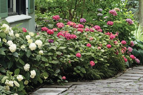 How to care for bigleaf hydrangeas: Learn everything you need to know about caring for your bigleaf hydrangeas with these simple tips. Big Leaf Hydrangea, Bigleaf Hydrangea, Organic Mulch, Hydrangea Not Blooming, Soil Testing, Plant Guide, Flowering Shrubs, Favorite Flowers, Feb 5