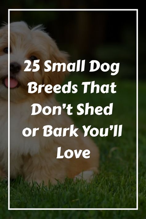 Small Dogs That Don't Shed, Curly Dog Breeds, Best Dog Breeds For First Time Owners, Doodle Dogs Breeds, Small Dog Breeds Low Maintenance, Small Dogs That Dont Shed, Puppies For Sale Near Me Free, Small Dogs Breed, Small Puppy Breeds