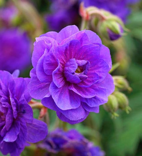 Geranium Himalayense, Geranium Pratense, Geranium Plant, Sarah Raven, Hardy Geranium, Fall Planters, Plant Delivery, Shade Perennials, Succulents In Containers