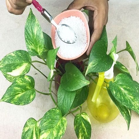 Magical fertilizer for money plant to grow faster | Make it’s leaves green and shiny | Magical fertilizer for money plant to grow faster | Make it’s leaves green and shiny | By Rana Craft | Facebook Money Plant In Water, Diy Fertilizer, Money Plant, Fertilizer For Plants, Money Trees, Dry Leaf, Yellow Leaves, Plant Growth, Water Plants