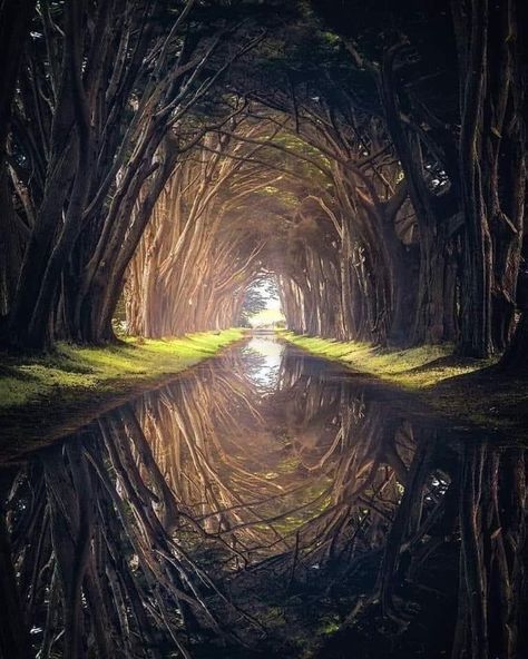 Cypress Tree tunnel in Point Reyes National Seashore, California Cypress Tree Tunnel, Monterey Cypress, Tree Tunnel, Point Reyes National Seashore, Point Reyes, Cypress Trees, Fantasy Landscape, Travel Insurance, Land Scape