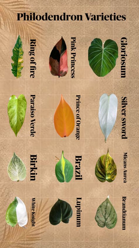 Philodendron Varieties, Types Of Houseplants, Philodendron Plant, Weird Plants, Household Plants, Plant Care Houseplant, Inside Plants, Growing Plants Indoors, Plant Decor Indoor