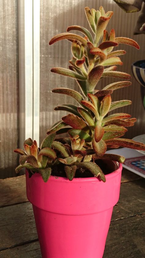 Kalanchoe tomentosa 'chocolate soldier'. Obtained in summer 2017. Chocolate Soldier, Potted Succulents, Hardy Plants, Succulent Plants, Pretty Stuff, Succulent Pots, Cool Plants, Planting Succulents, In Summer