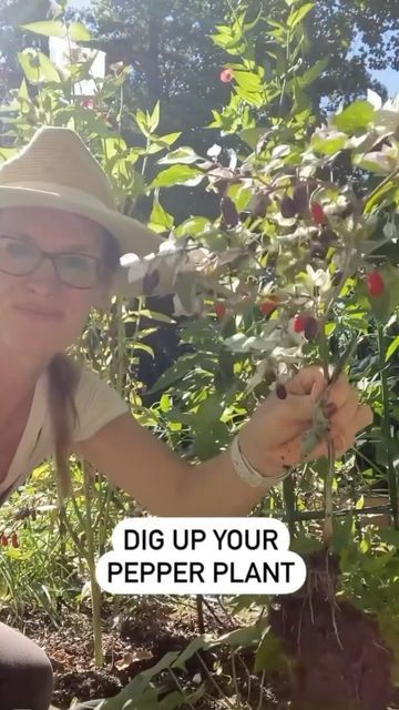 The Ever Hopeful Gardener- Amanda on Instagram: "You can overwinter your pepper plants. ❄️🥶🌶🫑 If your growing season is coming to a close, you can dig up and pot up your pepper plants to be able to replant them next year. Because peppers are perennial in their native climates they can be over-wintered. I usually have a 75% success rate with over wintering mine in my unheated garage. (I am forgetful about watering 🤷🏼‍♀️😂) Two important things: 1. Prune heavily. You don’t want the plant wast Overwintering, Pepper Plants, Replant, Plant Mom, Success Rate, Vegetable Garden, Gardening Tips, Peppers, Perennials