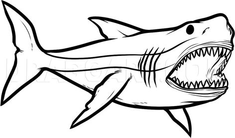 How To Draw Megalodon, Megalodon Shark, Step by Step, Drawing Guide, by Dawn | dragoart.com Baby Great White Shark, Great White Shark Drawing, Shark Drawing Easy, Shark Printables, Shark Head, Shark Pictures, Shark Drawing, Sharks For Kids, Shark Coloring Pages