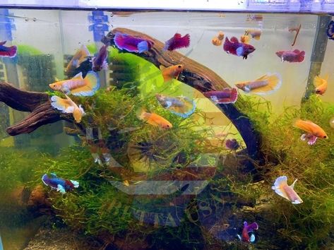 Betta Sorority, Betta Sorority Tanks, Koi Betta, Live Aquarium, Fish Pond Gardens, Fish Tank Stand, Guppy Fish, Aquascape Design, Fish Tank Design