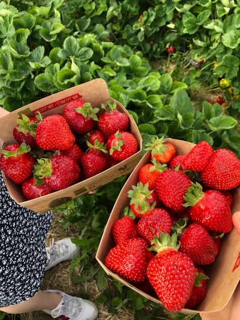 Strawberries Aesthetic, Strawberry Pictures, Strawberry Fields Forever, Berry Picking, Strawberry Picking, Strawberry Fruit, Strawberry Fields, Fruit Drinks, Spring Recipes