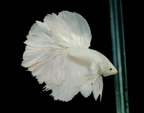 Halfmoon Betta Fish. Never seen a pure white one! Siamese Fish, Betta Fish Types, Pretty Fish, Albino Animals, Beta Fish, Cool Fish, Halfmoon Betta, Pet Fish, Beautiful Fish