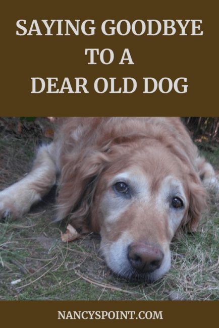 Losing A Dog Quotes, Old Dog Quotes, Losing A Pet Quotes, Miss My Dog, Dog Poems, Dog Remedies, Elderly Dogs, Dog Died, Do The Right Thing