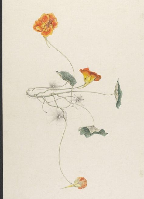 Nasturtium | Hayden, Toni | V&A Explore The Collections Fleurs Art Nouveau, Illustration Botanique, Botanical Drawings, Floral Illustrations, Summer Flowers, Botanical Illustration, Botanical Art, 그림 그리기, Botanical Prints