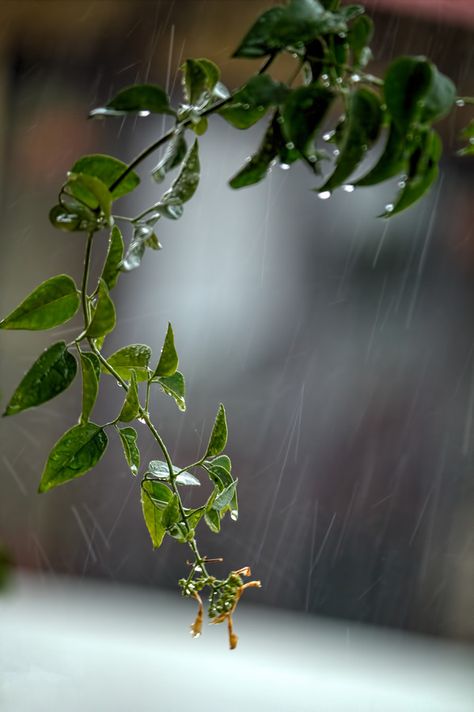 Rainy Mood, Smell Of Rain, I Love Rain, Matka Natura, Rainbow Rain, Love Rain, Walking In The Rain, Singing In The Rain, Rainy Night