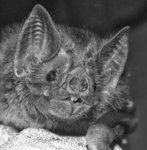 Strange Tales and Urban Myths: Not So Blind As A Bat Urban Myths, Savage Life, Insect Photography, Strange Tales, Photography 101, Wildlife Photos, Animal Photo, Animal Photography, Animal Pictures