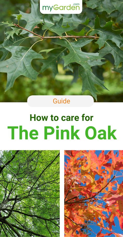 The Pink Oak is one of the smaller representatives of its genus. Attractive dwarf types with globe crowns bring the Indian Summer to your garden in fall. Pin Oaks are relatively small in comparison to other representatives of their genus, only growing up to 66 feet tall. Their globe shaped crown can grow between 33 and 66 feet wide, depending of the space available and pruning. Learn in this mygarden guide how to plant and care for the Pink Oak. #mygardencom #mygarden #pinkoak #oaktree Pin Oak Tree Front Yards, Pin Oak Tree, Growing Trees, Fast Growing Trees, Garden Park, Tree Care, Month Flowers, Natural Garden, Indian Summer