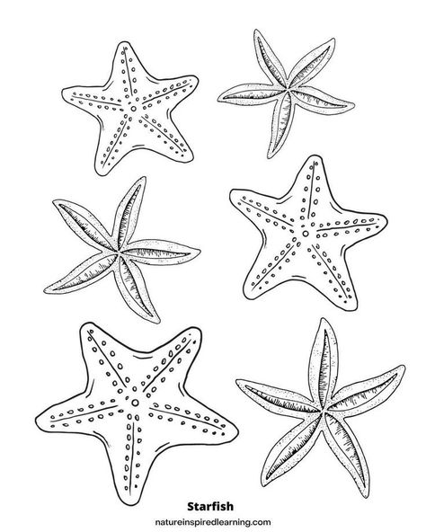 Free printable starfish coloring sheets for adults and kids! PDF downloadable coloring sheets with starfish designs. Perfect for summer! Starfish Template, Starfish Clipart, Starfish Drawing, Kindergarten Coloring Sheets, Starfish Colors, Nature Printables, Colouring Sheets For Adults, Ocean Drawing, Summer Drawings