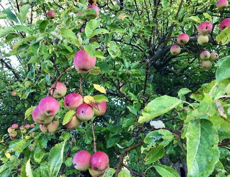 10 Best Zone 4 Fruit Trees Apple Tree Care, Fertilization Process, Apple Varieties, Pear Trees, Green Home, Tree Care, Apple Harvest, Fruit Garden, Small Farm