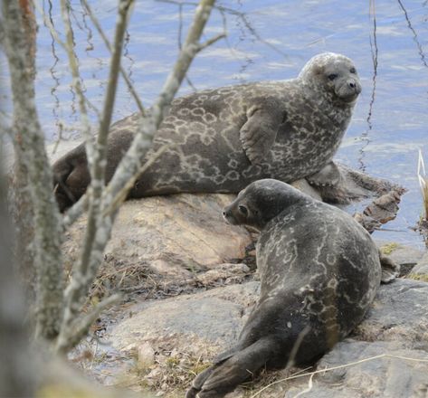 Endangered | Saimaa seals are a subspecies of ringed seal (Pusa hispida ssp. saimensis). They have lived in complete isolation from other ringed seal species for around 9,500 years and are found exclusively in Lake Saimaa, Finland. They are one of the few freshwater seals.They are three to five feet long as adults and weigh up to 200 pounds. They were hunted to near extinction by fishermen who believed they competed for their fish. However, this seems to be untrue and the seals are now protected Seal Species, Seal Reference, Ringed Seal, Creature Reference, Uncertain Future, Fur Seal, National Animal, Animal References, 200 Pounds