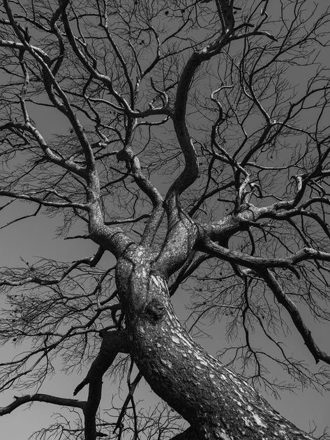 Leafless Tree, Tree Black And White, Tree Textures, Bare Tree, Black And White Tree, Black Tree, Tree Photography, Artist Portfolio, Tree Free