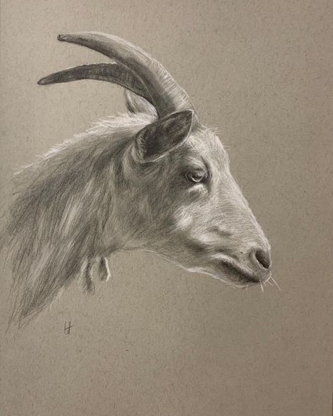 Goat Side Profile, Goat Profile, Goat Anatomy, Goat Drawing, Goat Paintings, Dark Cottagecore Decor, Goat Art, Profile Drawing, Animal Images