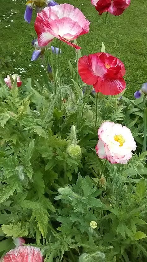 Shirley Poppy, Poppy Mallow Plant, White Prickly Poppy, Amazing Grey Poppy, Flanders Field Poppies, Front Garden, Poppies, Flowers, Plants