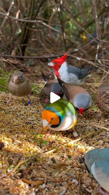 Torben Dehlholm - Tropical Aviary Birds on Instagram: "Lots of wonderful finches and softbills in outdoor bird aviary🤩 #birds #animals #bird #nature #animal #relax #aves #aviary #finches" Bird Aviary Ideas, Bird Aviary Ideas Outdoor, Tropical Aviary, Outdoor Bird Aviary, Aviary Birds, Bird Aviary, Doctor's Office, Finches, March 21