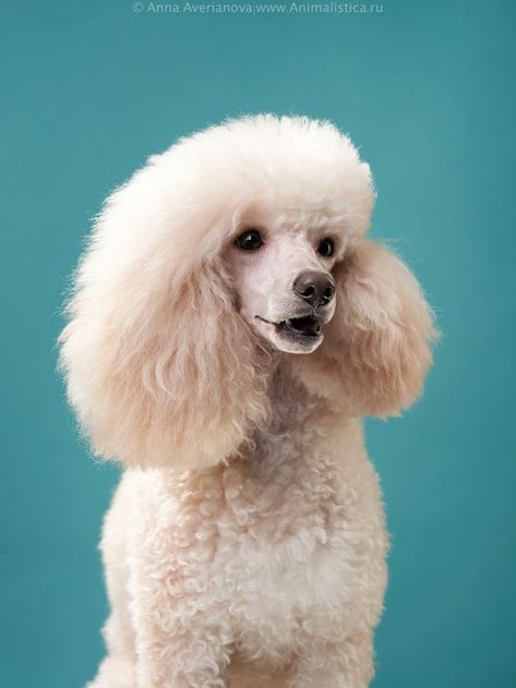 portrait of a white poodle on a turquoise background. dog smiling. photo session for dog animalistics Poodle Reference, Poodle Cross Stitch, Poodle Photography, Pets Photoshoot, Poodle Portrait, Dog Smiling, Animal Photoshoot, White Poodle, Poodle Grooming