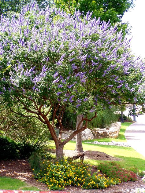 Vitex Tree, Colorful Landscaping, Texas Landscaping, Agnus Castus, Cheap Landscaping Ideas, Chaste Tree, Landscaping Trees, Australian Garden, Low Maintenance Landscaping