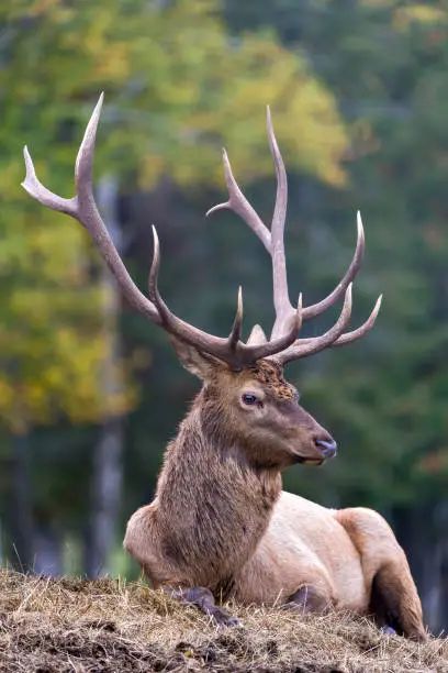 Stag Elk Calling - Free photo on Pixabay - Pixabay Animal Photography Aesthetic, Elk Reference, Totem Ideas, Elk Pictures, Elk Photo, Yellow Board, Bull Elk, Eagle Pictures, Animal Reference