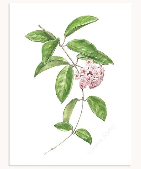 Hoya Carnosa Tattoo, Hoya Plant Tattoo, Hoya Drawing, Hoya Tattoo, Hoya Memoria, Plant Tattoos, Plant Reference, Hoya Plant, Hoya Carnosa