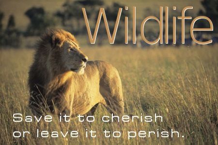 Save Wildlife Slogans, Wildlife Quotes, Animal Photography Wildlife, Travel Drinks, Tatjana Patitz, Save The Environment, Save Wildlife, Save Nature, Awesome Animals