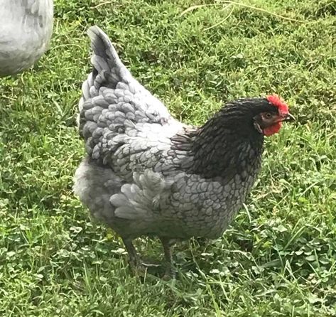 Saphire Gems Chicken Eggs, Sapphire Gem Chicken, Lavender Chicken, Pullets Chickens, Plymouth Rock Chicken, Chicken Flock, Chicken Nesting Boxes, Chicken Coup, Backyard Chicken Farming