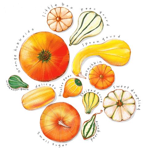 Pumpkin time. GOURD GUIDE. juli douglas Illustration | julidouglas.com Gourd Illustration, Organizational Skills, Art Concepts, Pottery Inspiration, Baby Shower Invite, Food Illustration, Food Illustrations, Gourds, Be My Valentine