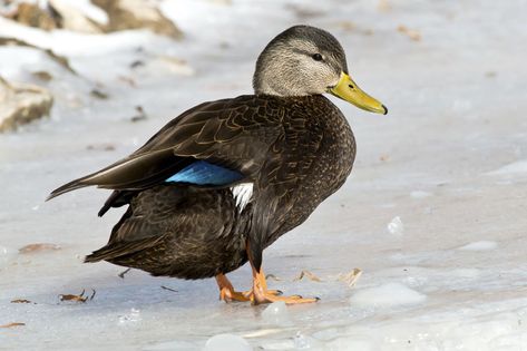 The American Black Duck. September 10, 2003 - Presqui'le Provincial Park, Ontario. #birds Duck Identification, Duck Drawings, Ontario Birds, Redhead Duck, Types Of Ducks, Canadian Animals, Mallard Ducks, Duck Pictures, Duck Drawing