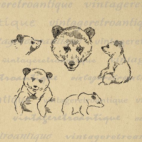 Baby Bear Cub, Kaptan Jack Sparrow, Vintage Clip Art, Printable Collage Sheet, Art Mignon, Prints Fabric, Bear Cub, Images Vintage, Illustration Graphic