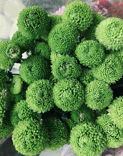 November Bujo, Chrysanthemum Indicum, Green Chrysanthemum, Notion Inspo, Aesthetic Dump, Emerald Green Weddings, Floral Aesthetic, Gardening Hacks, Chrysanthemum Flower